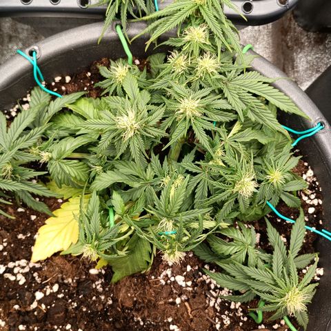 Quick One growlog timeline photo