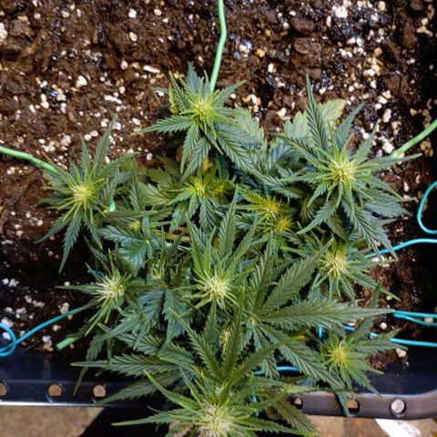 Northen light automatic RQS growlog timeline photo