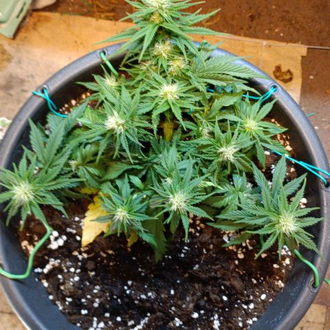 Quick One growlog timeline photo