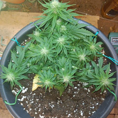 Quick One growlog timeline photo