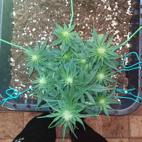 Northen light automatic RQS growlog timeline photo