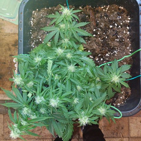 Quick One growlog timeline photo
