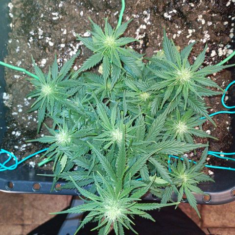 Northen light automatic RQS growlog timeline photo