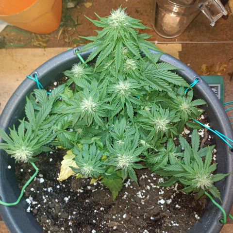 Quick One growlog timeline photo
