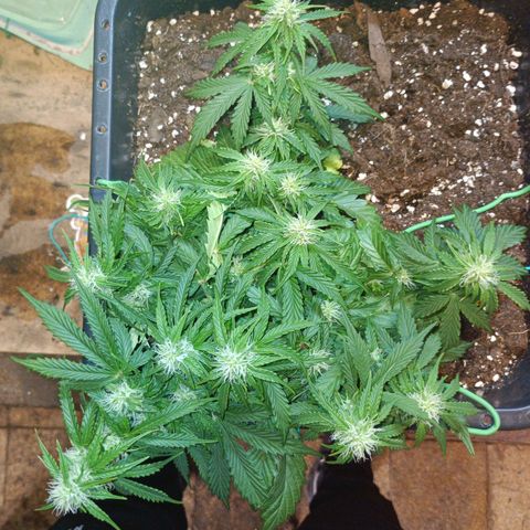 Quick One growlog timeline photo