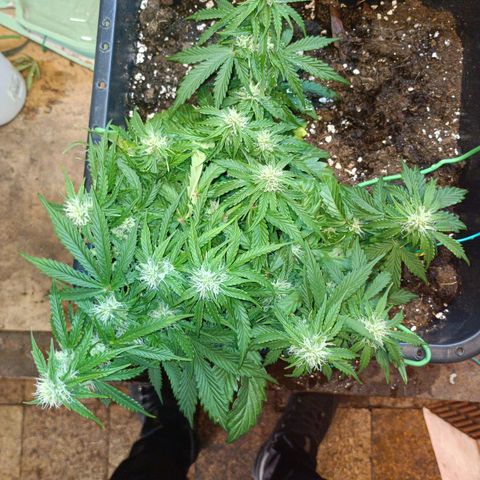 Quick One growlog timeline photo