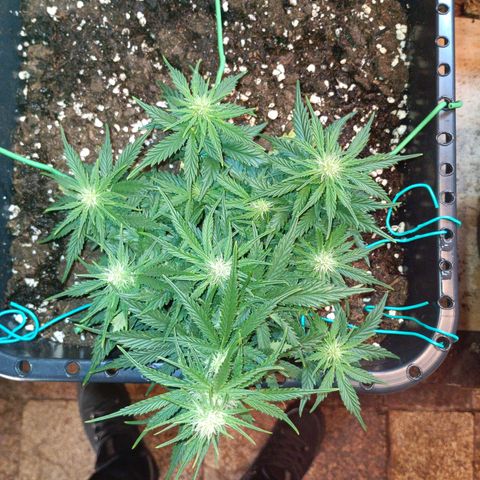 Northen light automatic RQS growlog timeline photo