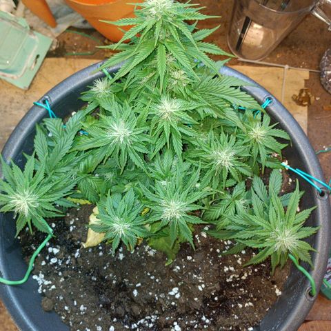 Quick One growlog timeline photo