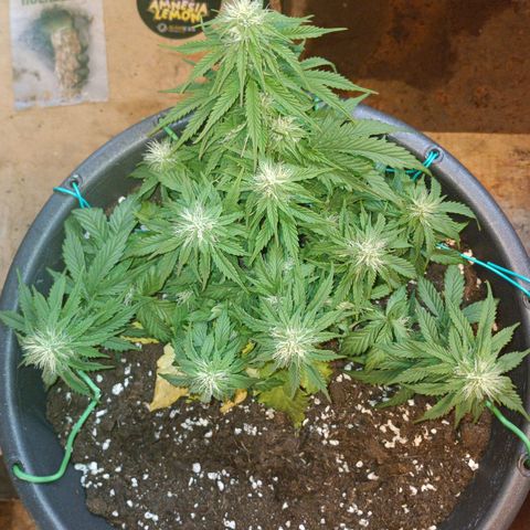 Quick One growlog timeline photo