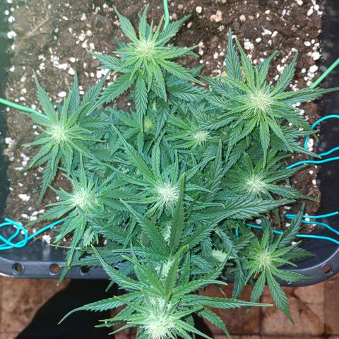 Northen light automatic RQS growlog timeline photo