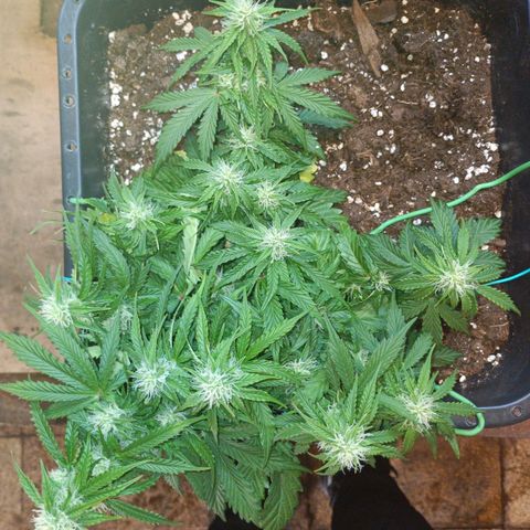 Quick One growlog timeline photo