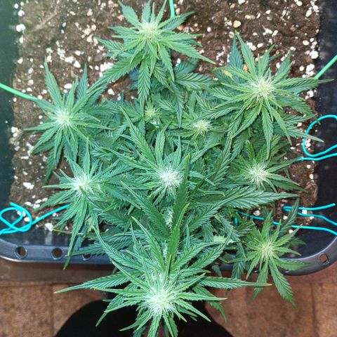 Northen light automatic RQS growlog timeline photo