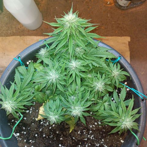 Quick One growlog timeline photo