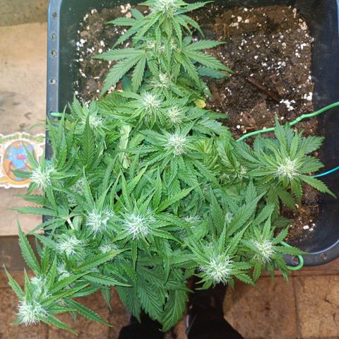 Quick One growlog timeline photo