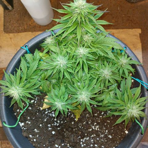 Quick One growlog timeline photo