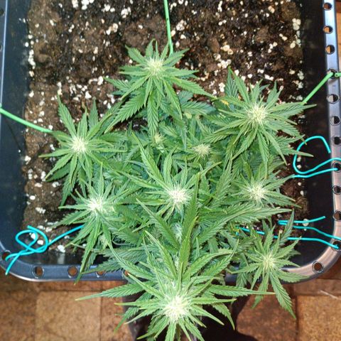 Northen light automatic RQS growlog timeline photo