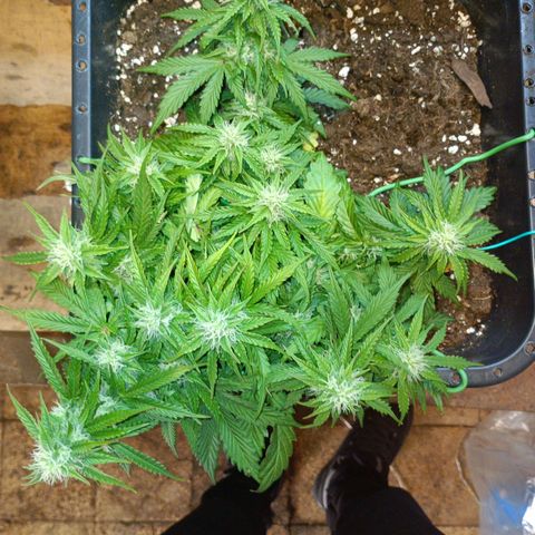 Quick One growlog timeline photo
