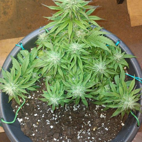 Quick One growlog timeline photo