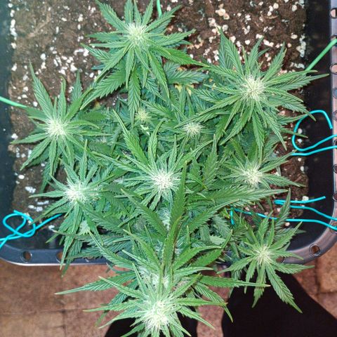 Northen light automatic RQS growlog timeline photo