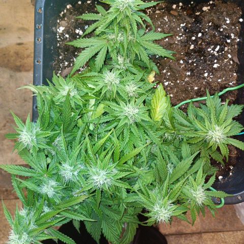 Quick One growlog timeline photo