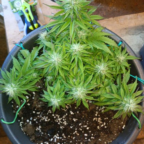 Quick One growlog timeline photo