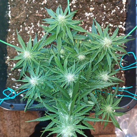 Northen light automatic RQS growlog timeline photo