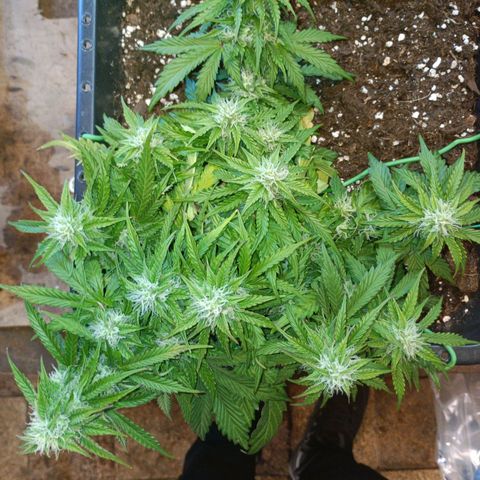 Quick One growlog timeline photo