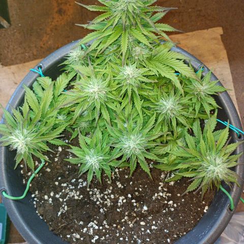 Quick One growlog timeline photo