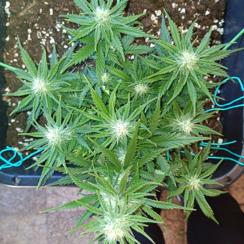 Northen light automatic RQS growlog timeline photo