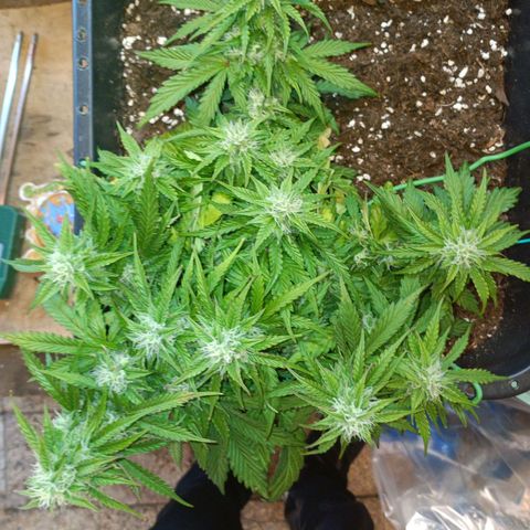 Quick One growlog timeline photo