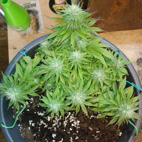 Quick One growlog timeline photo