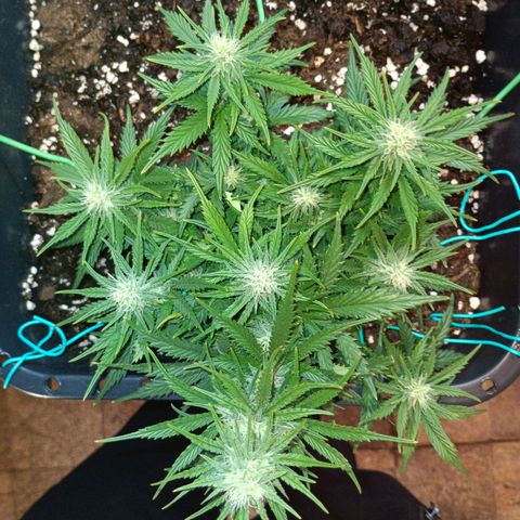 Northen light automatic RQS growlog timeline photo