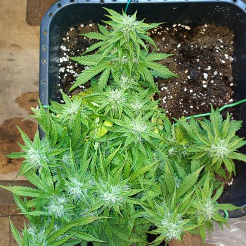 Quick One growlog timeline photo
