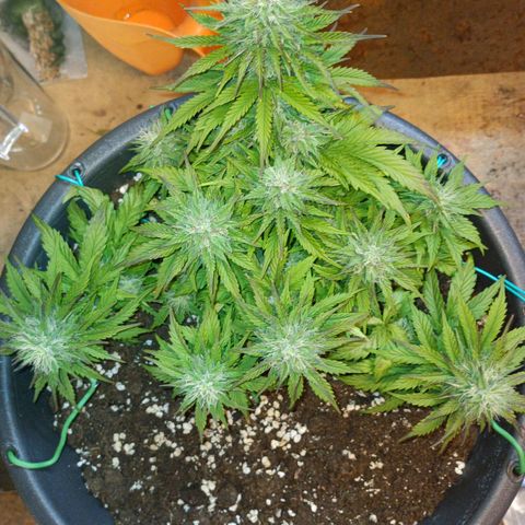 Quick One growlog timeline photo