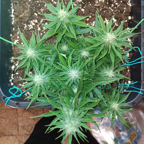 Northen light automatic RQS growlog timeline photo