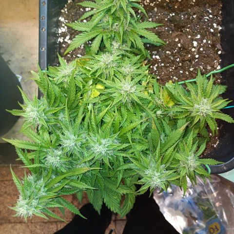 Quick One growlog timeline photo