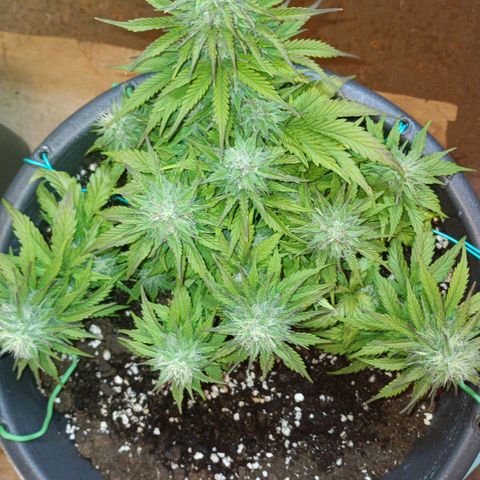 Quick One growlog timeline photo