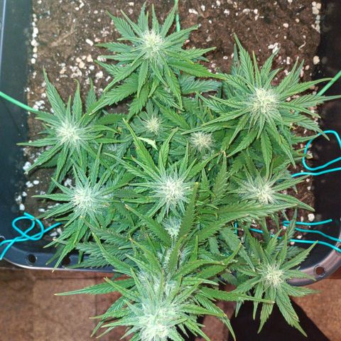 Northen light automatic RQS growlog timeline photo