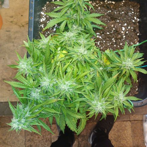 Quick One growlog timeline photo