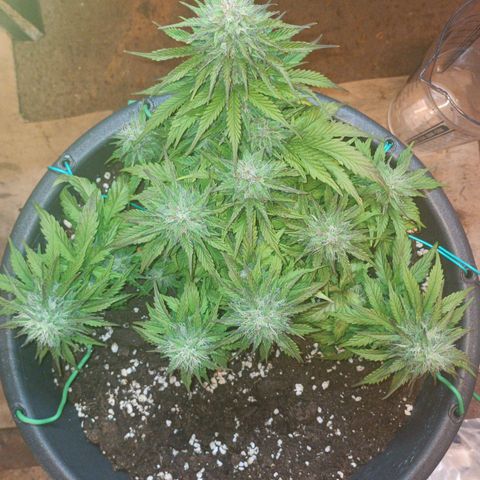 Quick One growlog timeline photo
