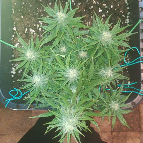 Northen light automatic RQS growlog timeline photo