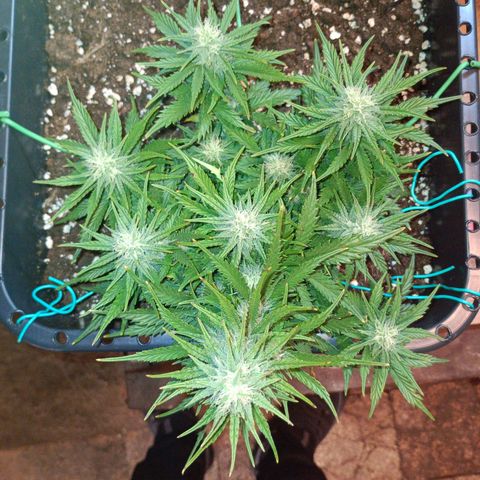 Northen light automatic RQS growlog timeline photo