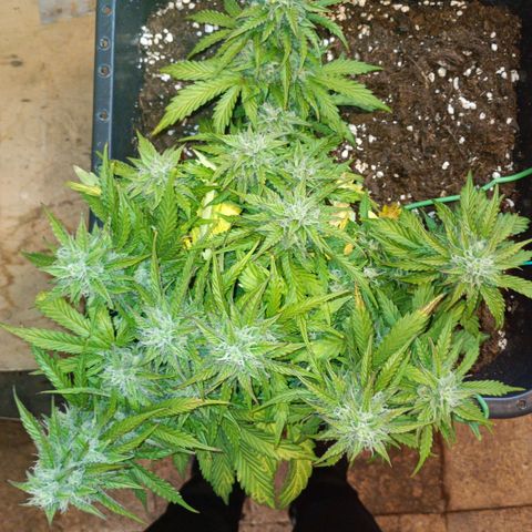 Quick One growlog timeline photo