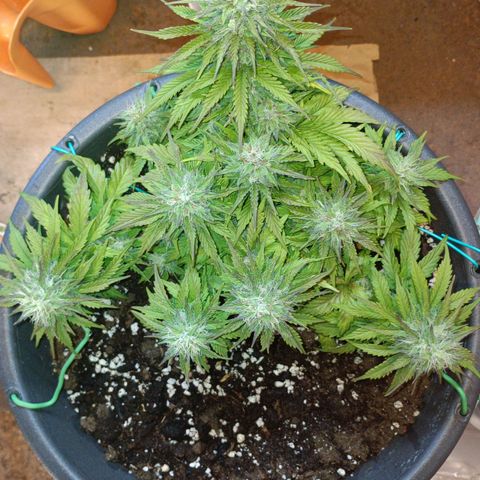Quick One growlog timeline photo