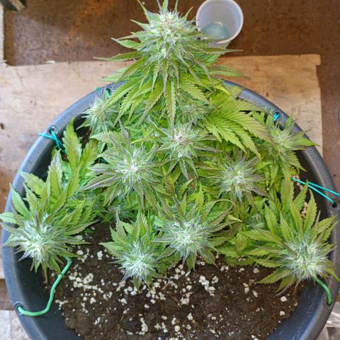 Quick One growlog timeline photo