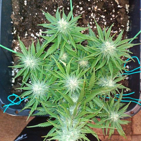 Northen light automatic RQS growlog timeline photo