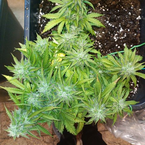 Quick One growlog timeline photo