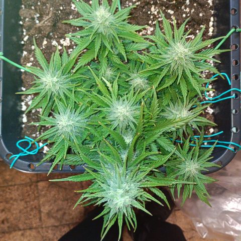Northen light automatic RQS growlog timeline photo