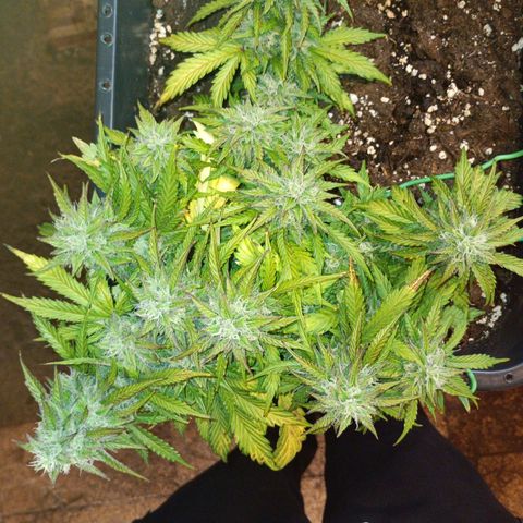 Quick One growlog timeline photo