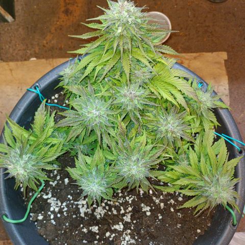 Quick One growlog timeline photo